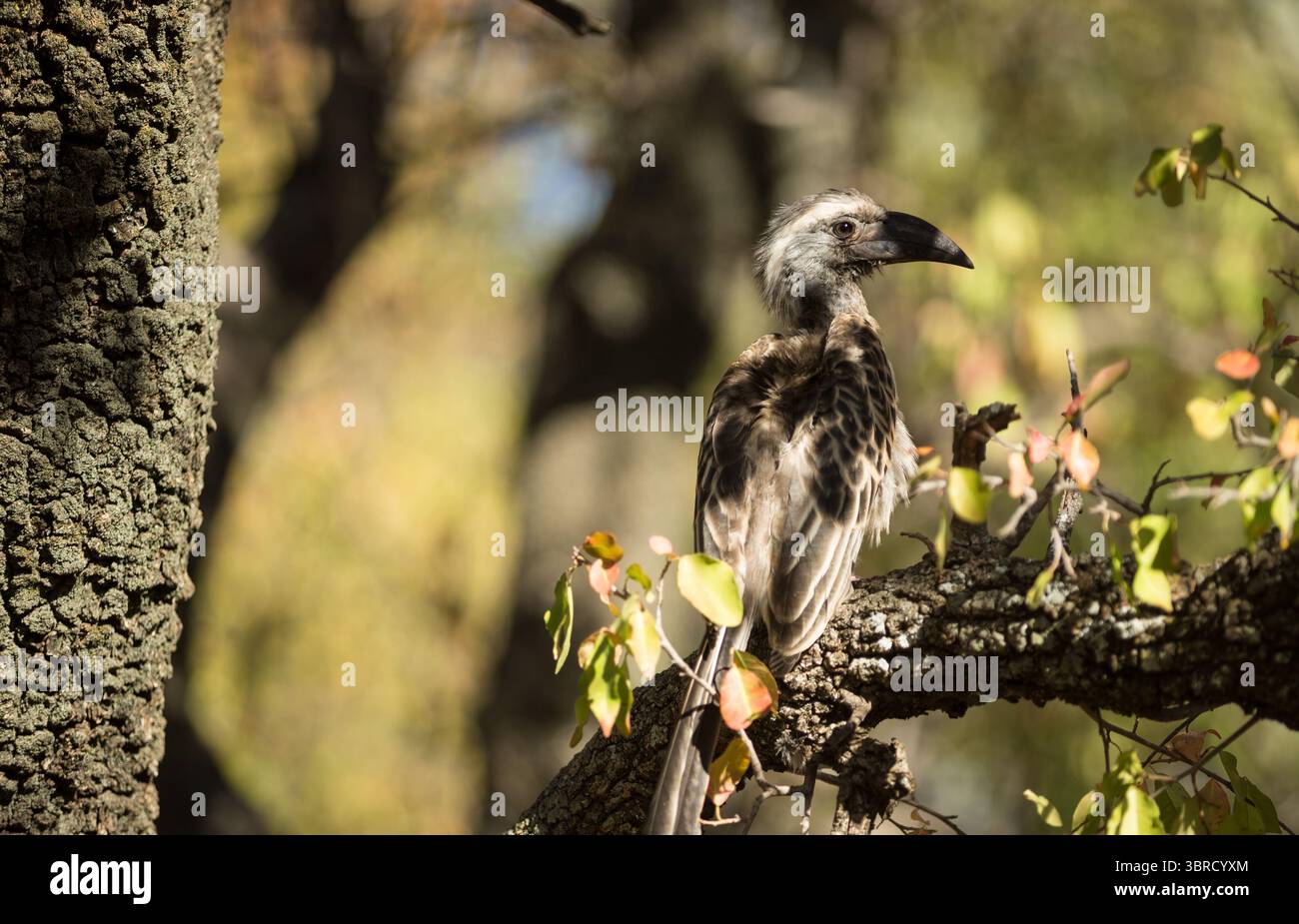 Primo piano di uccello che si appollaiano sull'albero Foto Stock