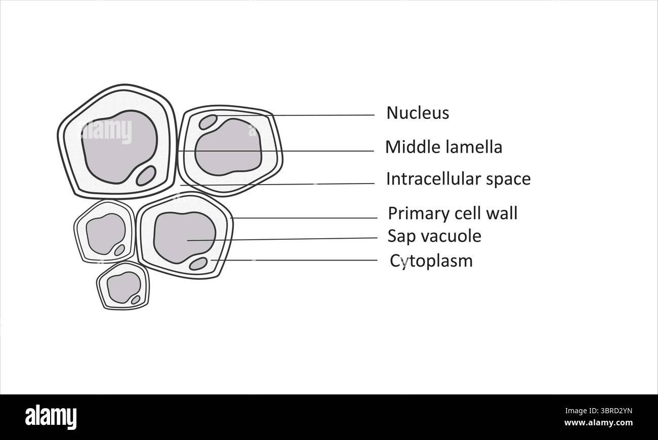Diagramma struttura cella impianto etichettato Illustrazione Vettoriale