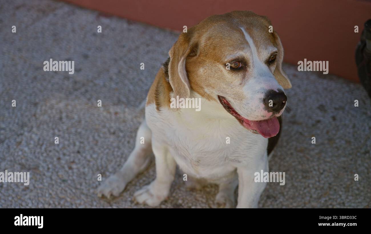 Beagle Dog seduto all'aperto su un marciapiede illuminato dal sole sorridente e guardando in alto in un tranquillo giardino estivo. Foto Stock