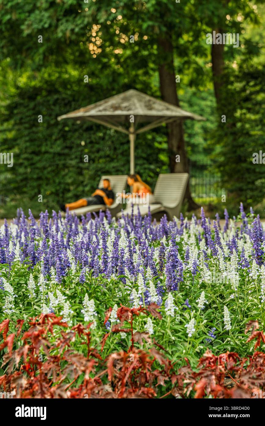 Ungheria, Budapest, Margit sziget. Parti botaniche dell'isola. Fantastici fiori colorati ovunque. Foto Stock