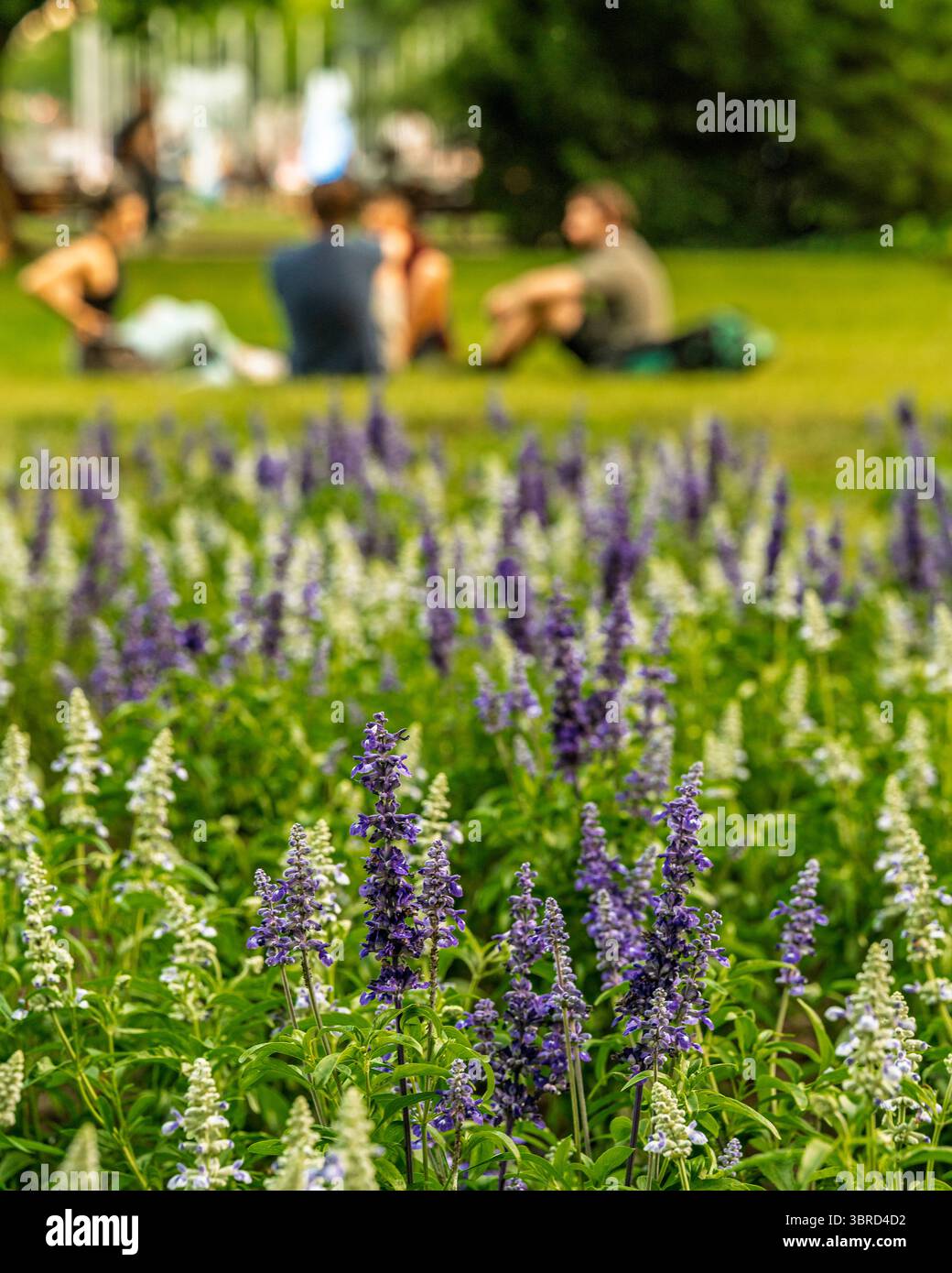 Ungheria, Budapest, Margit sziget. Parti botaniche dell'isola. Fantastici fiori colorati ovunque. Foto Stock