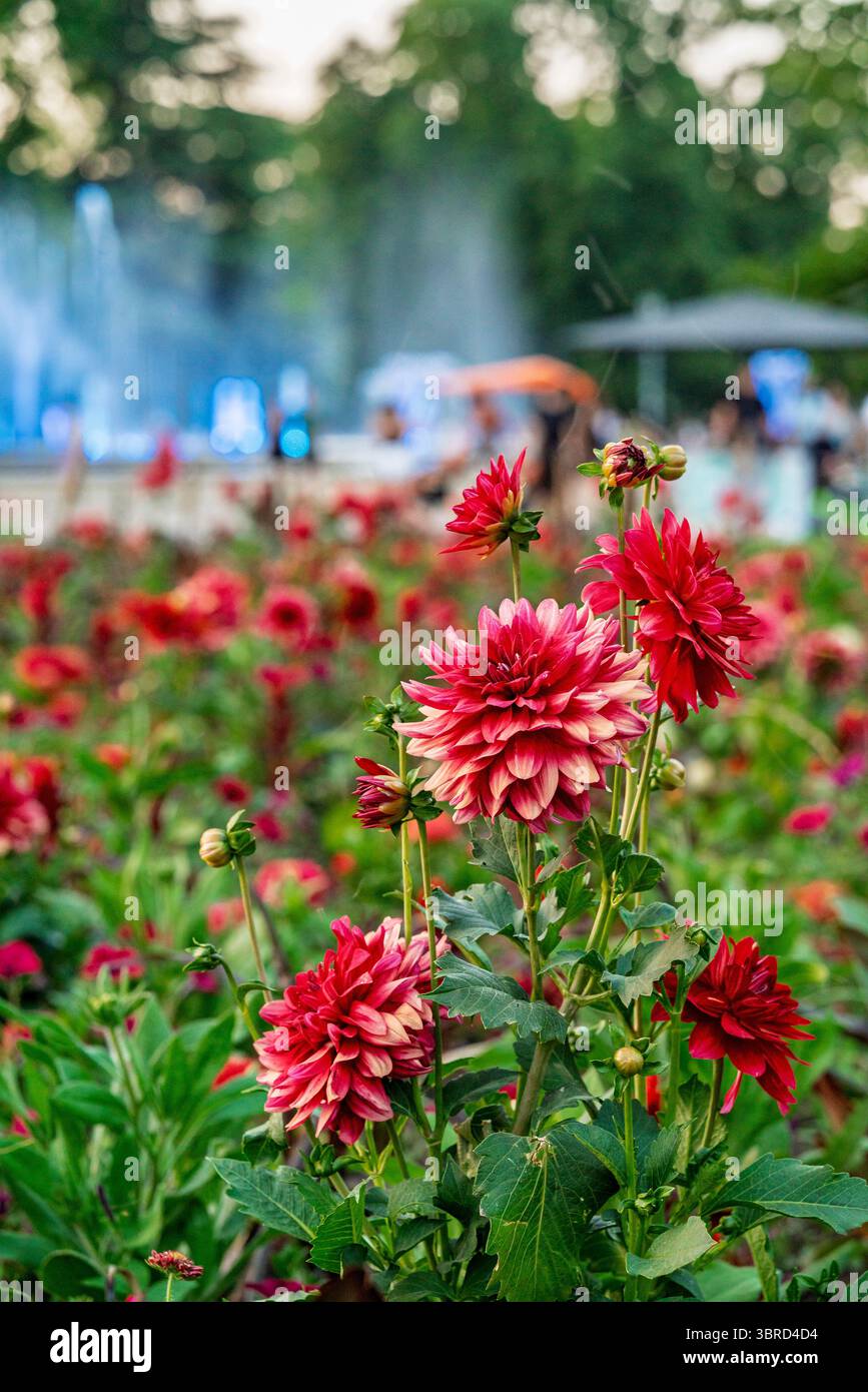 Ungheria, Budapest, Margit sziget. Parti botaniche dell'isola. Fantastici fiori colorati ovunque. Foto Stock