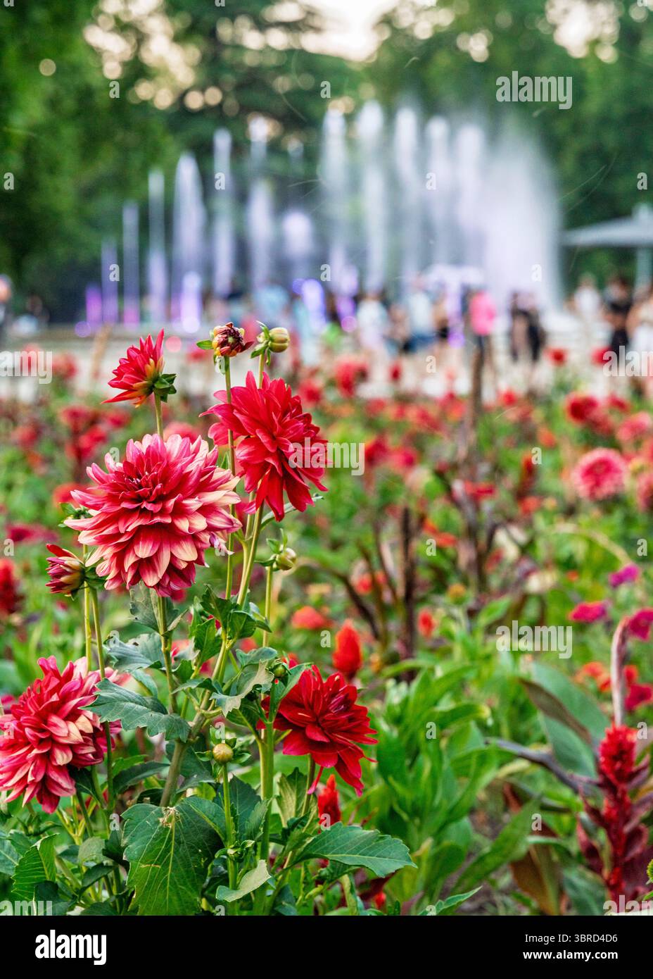 Ungheria, Budapest, Margit sziget. Parti botaniche dell'isola. Fantastici fiori colorati ovunque. Foto Stock