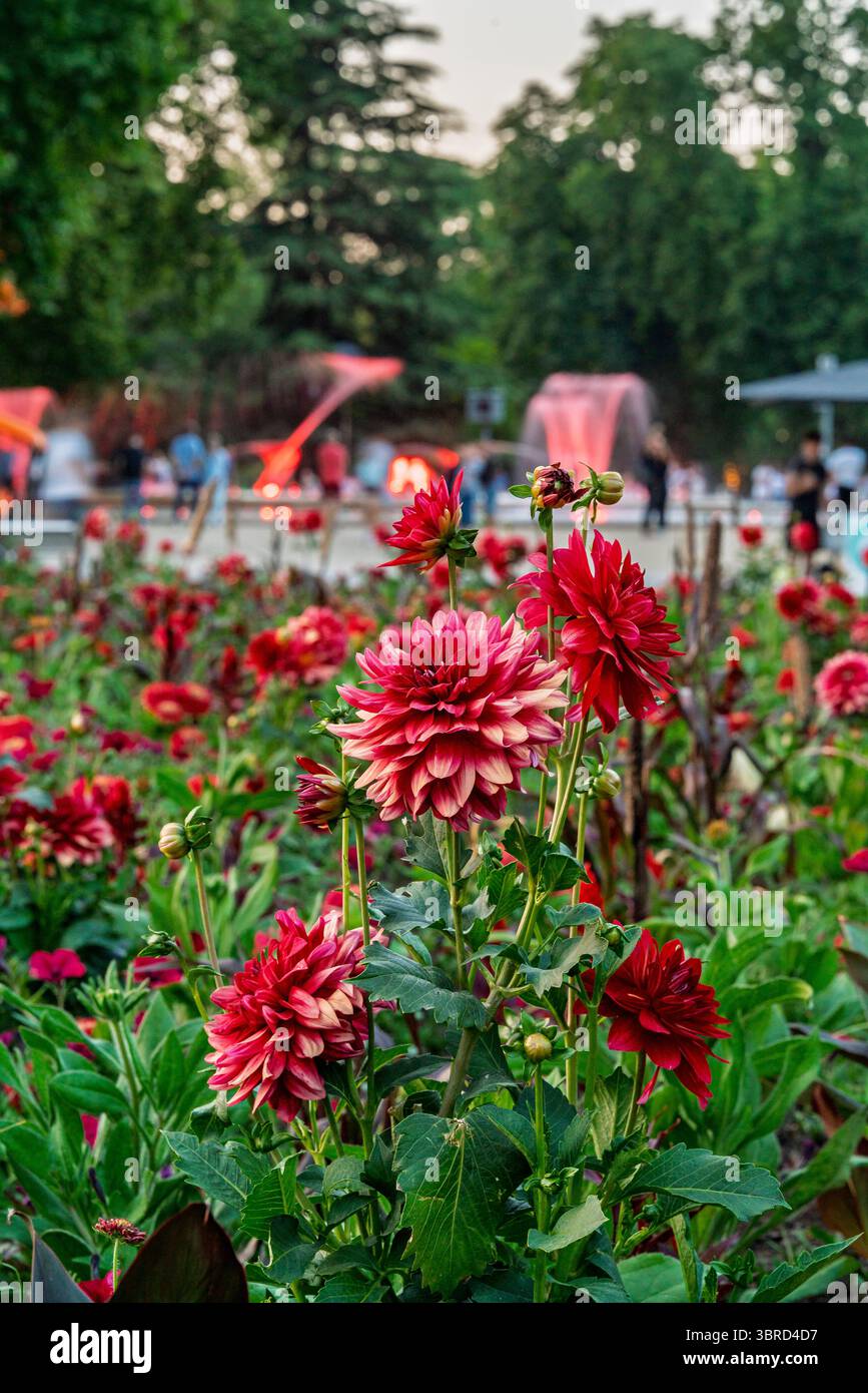 Ungheria, Budapest, Margit sziget. Parti botaniche dell'isola. Fantastici fiori colorati ovunque. Foto Stock