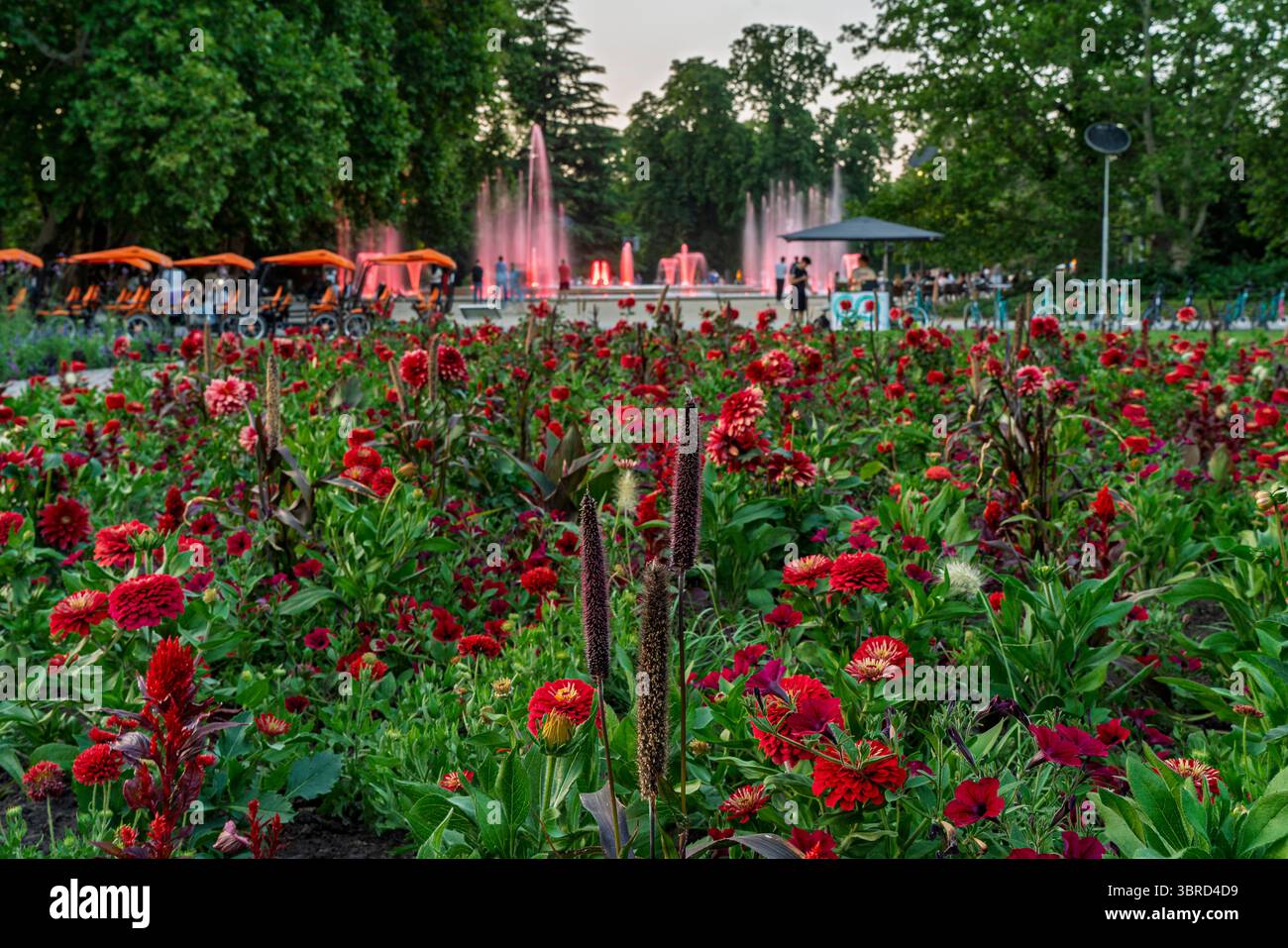 Ungheria, Budapest, Margit sziget. Parti botaniche dell'isola. Fantastici fiori colorati ovunque. Foto Stock