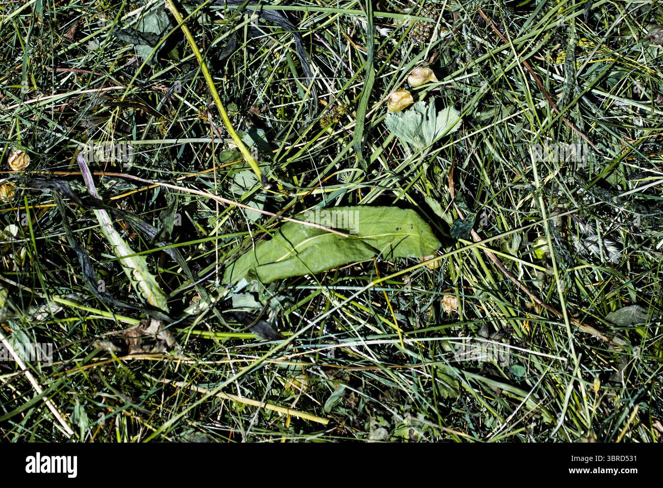 Primo piano dell'erba tagliata dopo il taglio del trattore, asciugatura al sole estivo in un campo aperto. Foto Stock