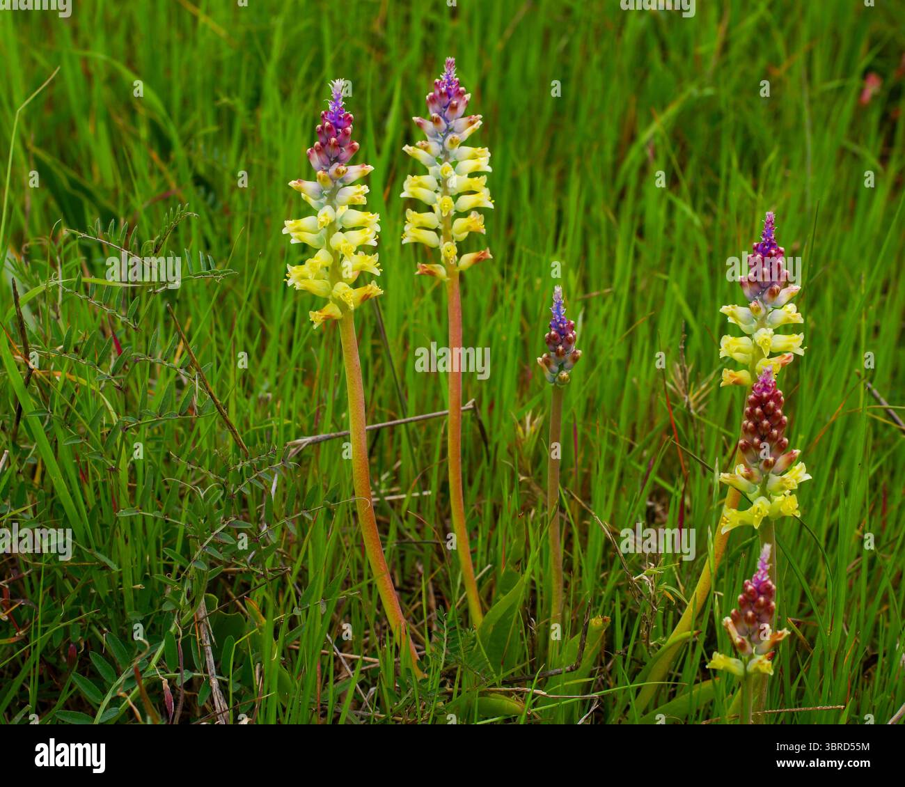 Pallido mantello (Lachenalia pallida) fiorito in un prato verde vicino a Darling, Capo Occidentale, Sudafrica Foto Stock
