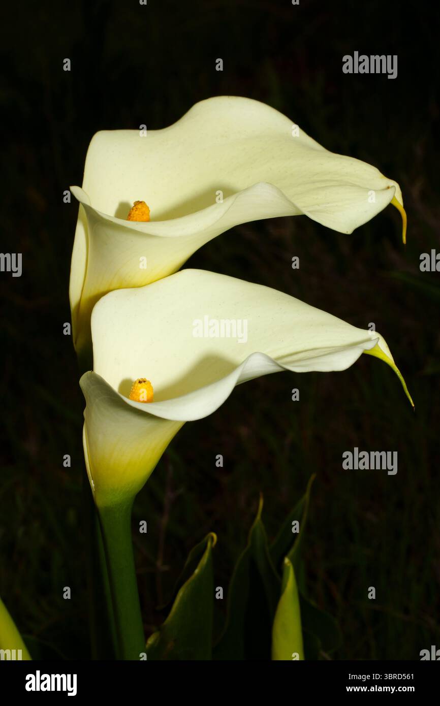 Due fiori del Giglio di Calla (Zantedeschia aethiopica), Capo Occidentale, Sudafrica Foto Stock