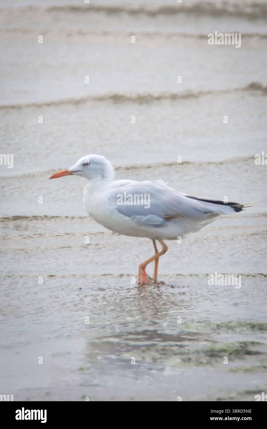Il gabbiano dal becco sottile girovagerà in giro alla ricerca di un lago di cibo alla ricerca di prede Foto Stock