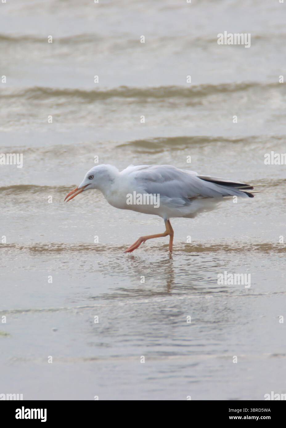Il gabbiano dal becco sottile girovagerà in giro alla ricerca di un lago di cibo alla ricerca di prede Foto Stock