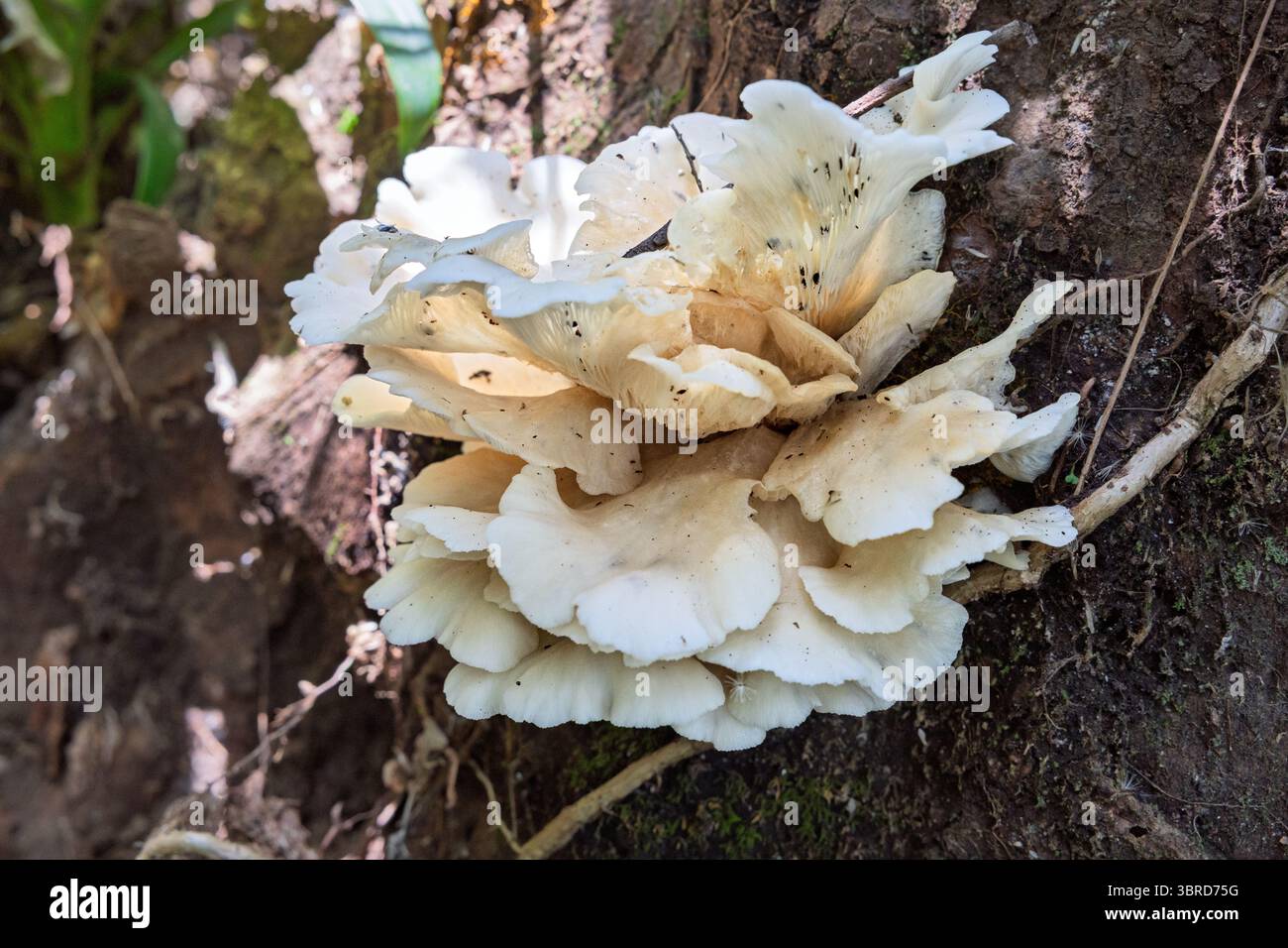 Funghi di ostriche, sette cascate, Juayua, Sonsonate, El Salvador Foto Stock