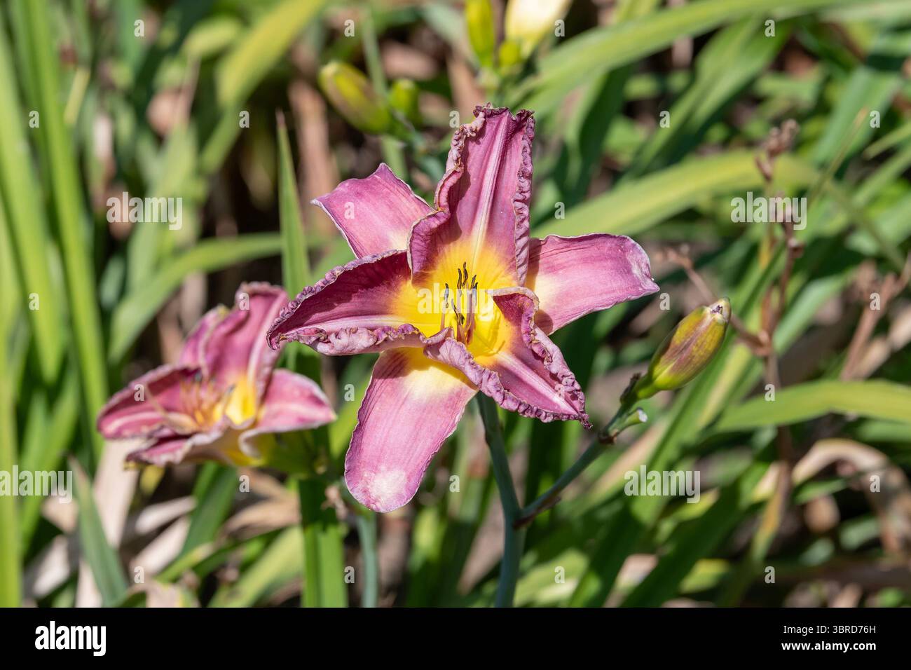 Villers-lès-Nancy, Francia - Vista su un fiore rosa e giallo di Hemerocallis 'Mulberry Street' nel Giardino Botanico Jean-Marie Pelt. Foto Stock