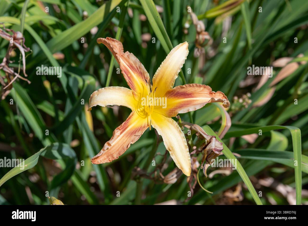 Villers-lès-Nancy, Francia - Vista su un fiore giallo di Hemerocallis 'Envoutanta Araignée' nel Giardino Botanico Jean-Marie Pelt. Foto Stock