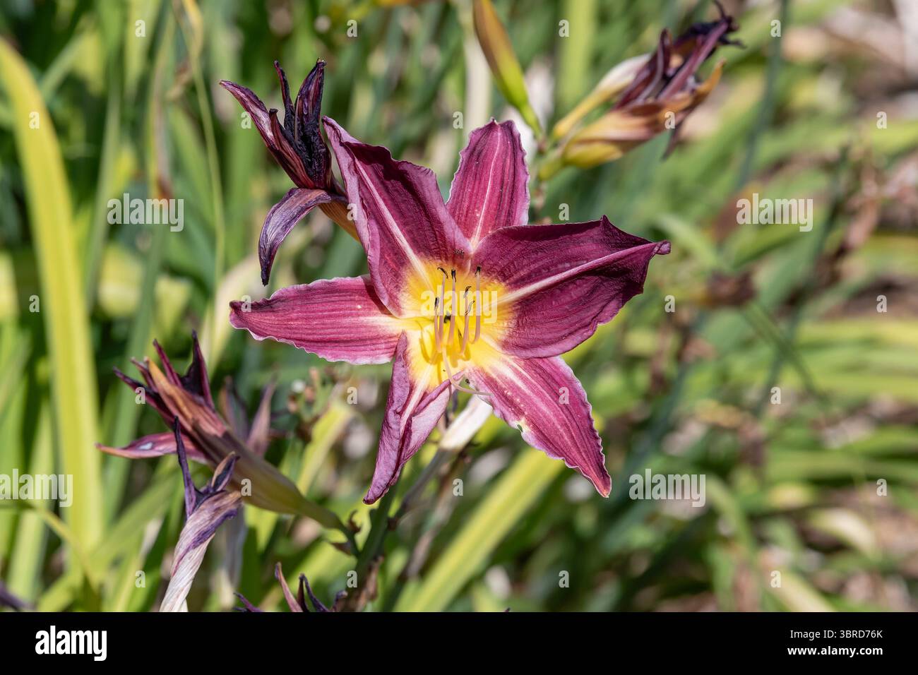 Villers-lès-Nancy, Francia - Vista su un fiore rosa e giallo di Hemerocallis 'Mercante di vino' nel Giardino Botanico Jean-Marie Pelt. Foto Stock