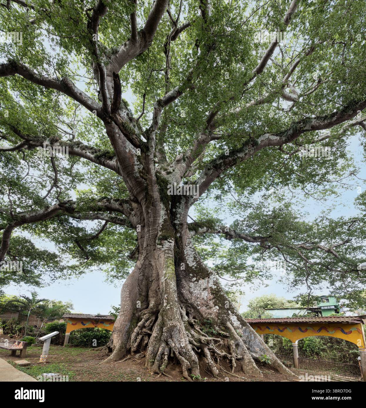 Albero sacro Maya della vita, almeno 300 anni, albero sacro Maya della vita, la ceiba (spagnolo), Ya'axche (maya) kapok, Salcoatitan, dipartimento Sonsoanate, Foto Stock