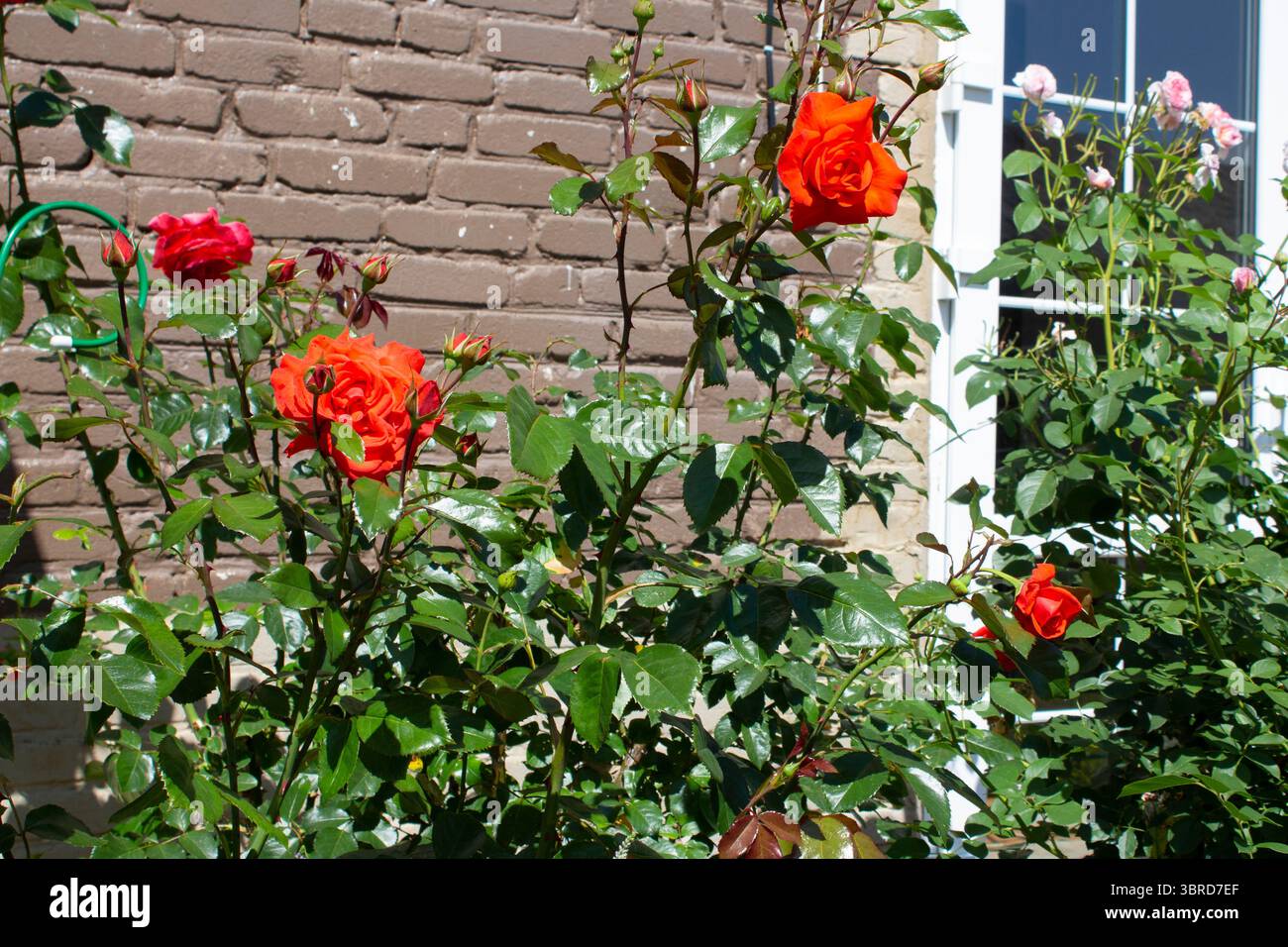 Un cespuglio fiorito di rose rosse in una giornata estiva di sole. Il cespuglio cresce in un giardino di cottage vicino a un muro di mattoni vicino all'ingresso della casa. Foto Stock