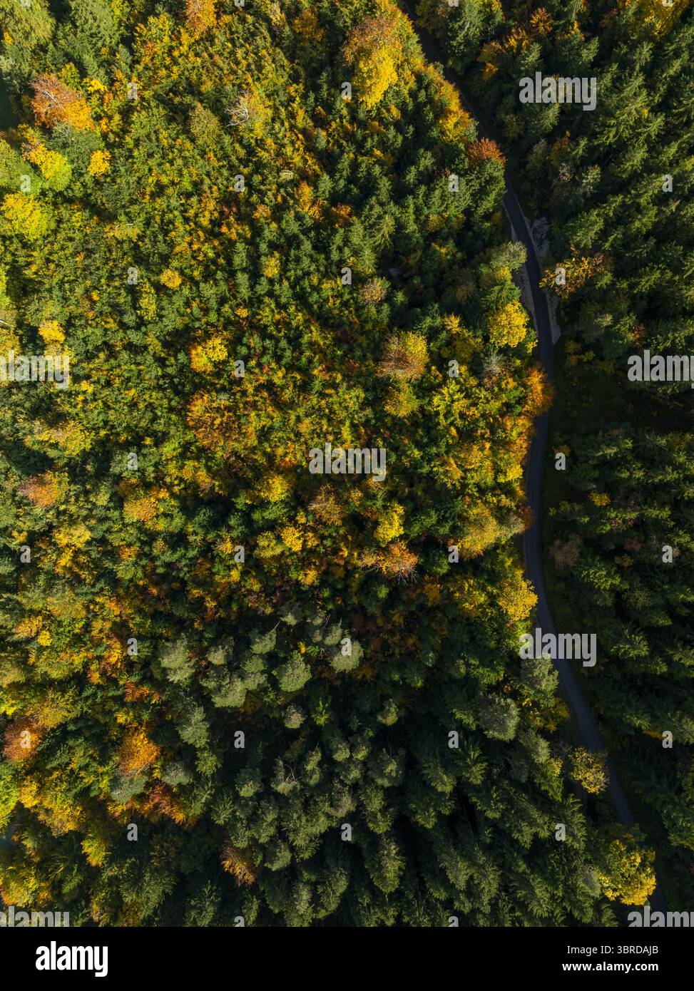 Vista aerea di una strada tortuosa che attraversa una fitta foresta con alberi verdi e gialli vibranti, Schwangau, Baviera, Germania. Foto Stock
