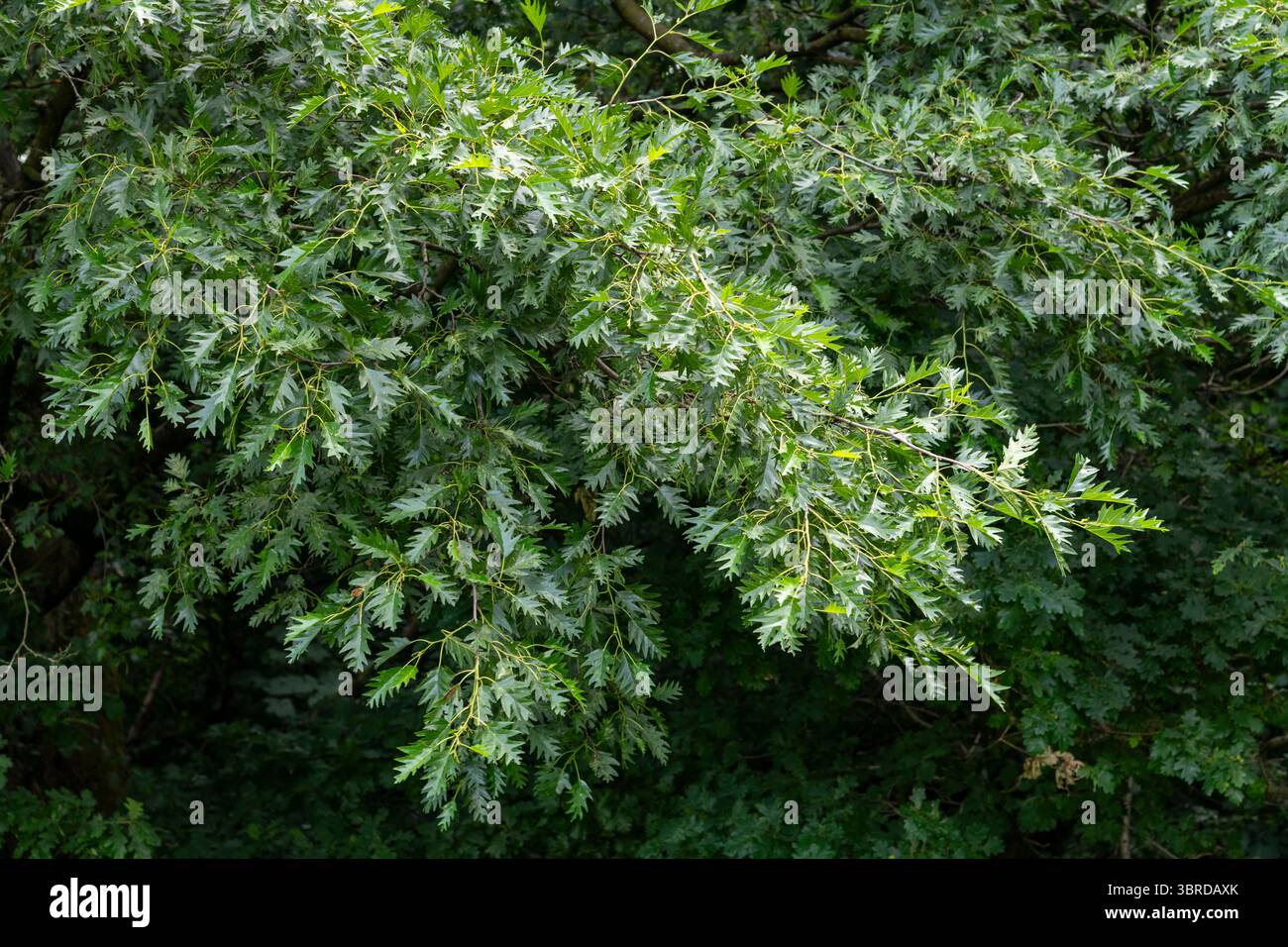 Quercia di tacchino o Quercus cerris a foglia intera in un parco pubblico nell'Inghilterra nordoccidentale. Foto Stock