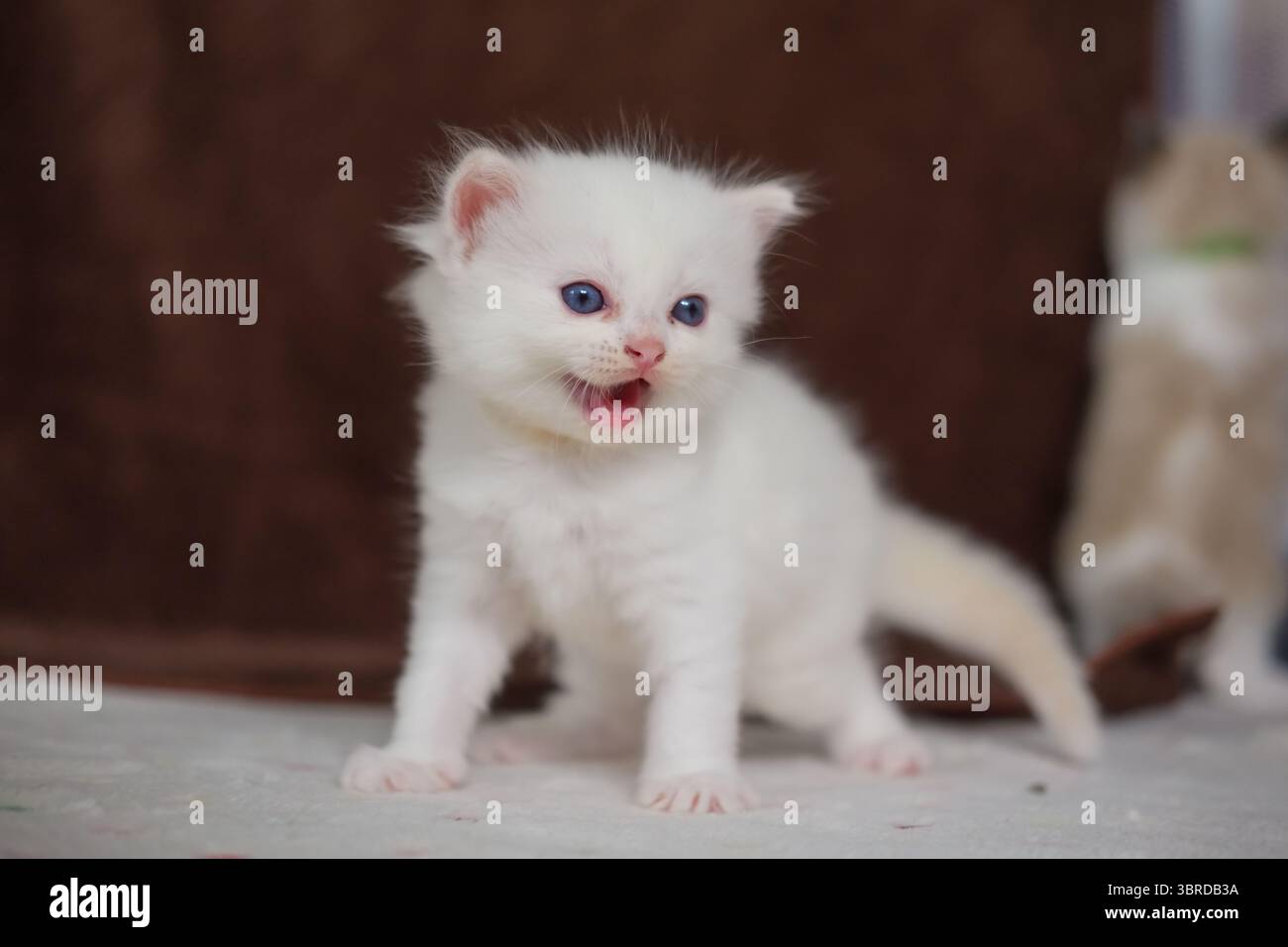 gattino ragdoll di 1 mese. gatto domestico Foto Stock