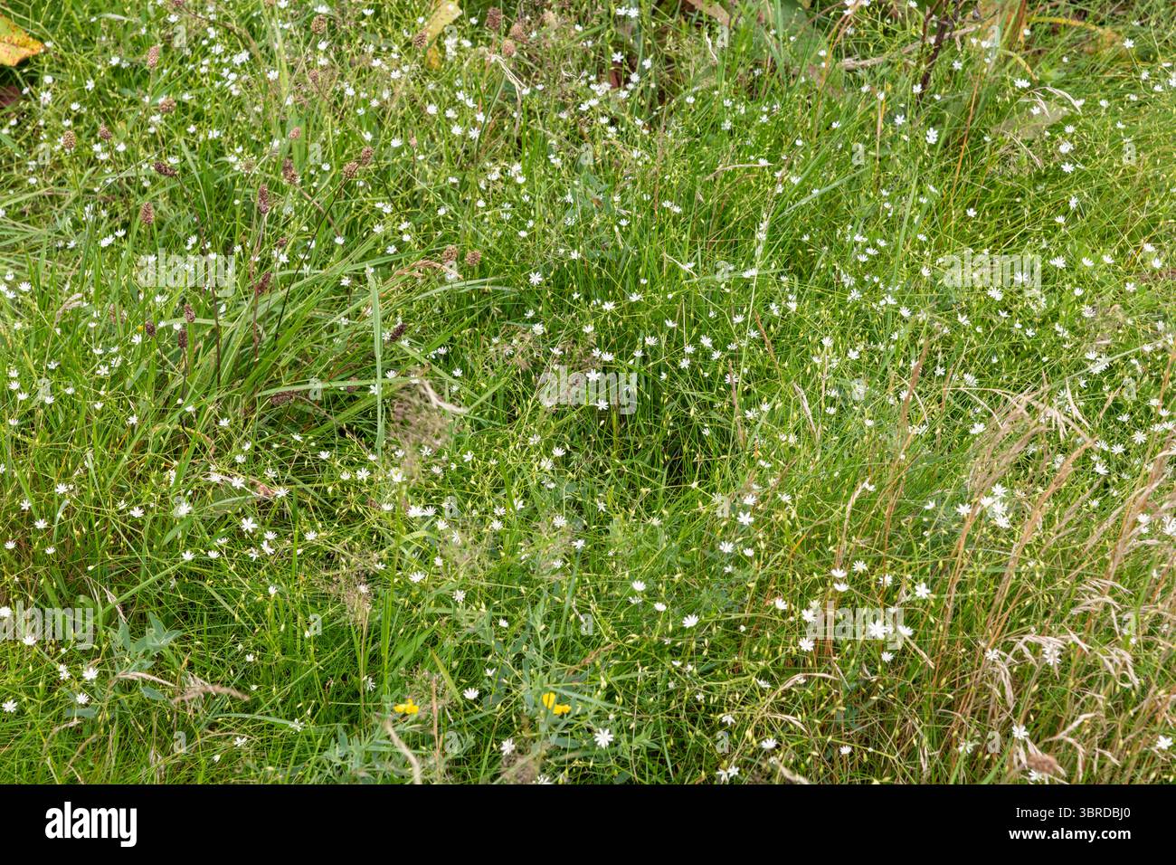 Erba minore (Stellaria Graminea) un piccolo fiore selvatico perenne con piccoli fiori bianchi. Foto Stock