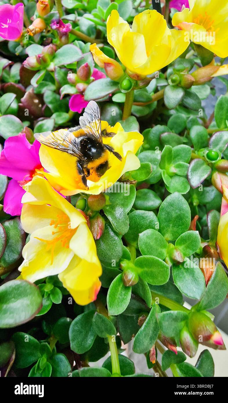 Un'ape di miele con polline si trova su un grande fiore di viola di colore giallo. Foto Stock