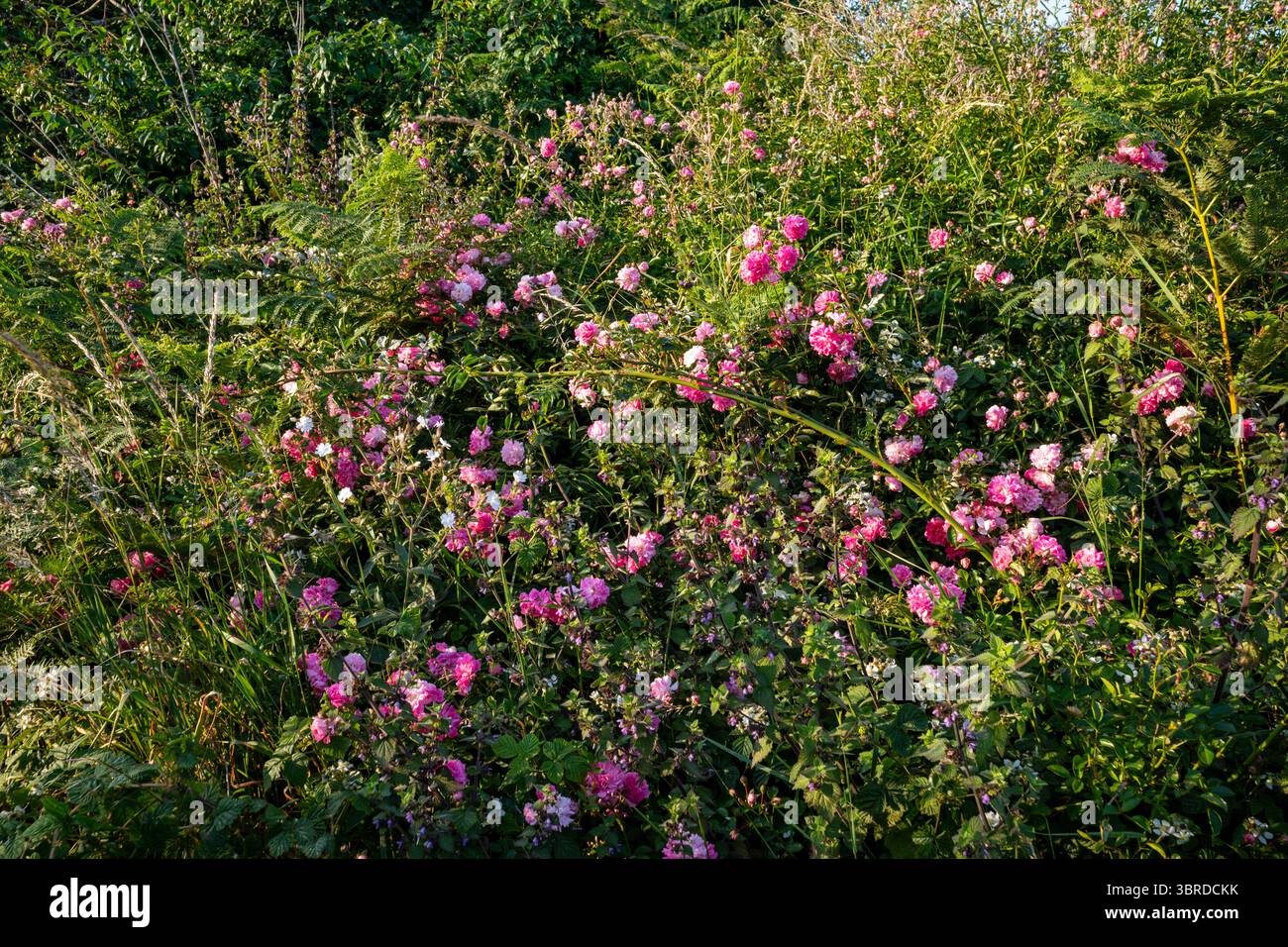 cespuglio di rose selvatiche lungo la strada Foto Stock