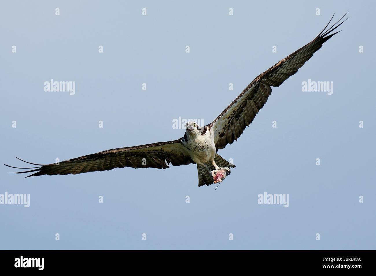An osprey flies with a half-eaten fish in its talons above the Lynnhaven River, June 30, 2025, in Virginia Beach, Va. (AP Photo/Stephanie Scarbrough) Foto Stock