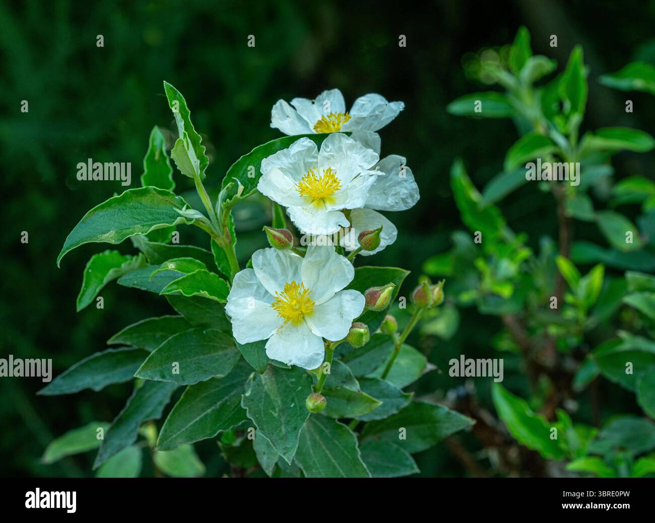 Cistus laurifolius (Cistus laurifolius) Foto Stock