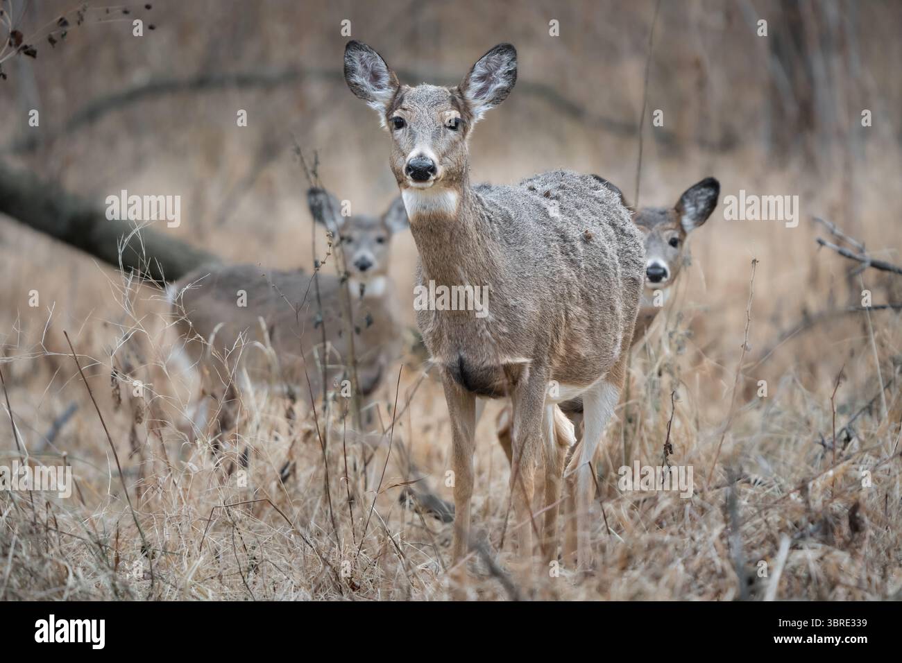 Una pecora dalla coda bianca e due fawn che camminano attraverso la foresta. Foto Stock