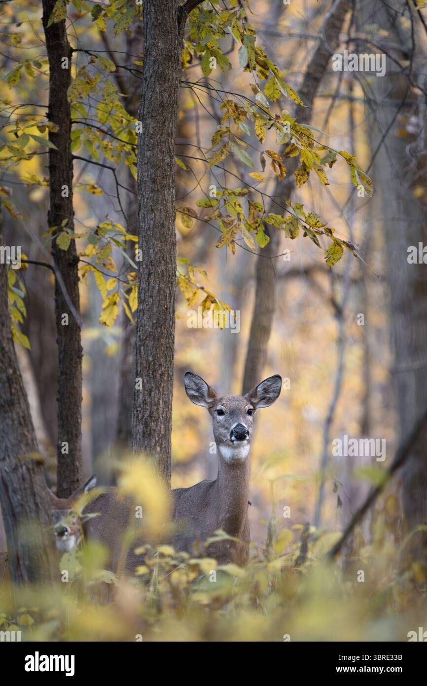 Una pecora e il suo fawn camminano attraverso la foresta al tramonto. Foto Stock
