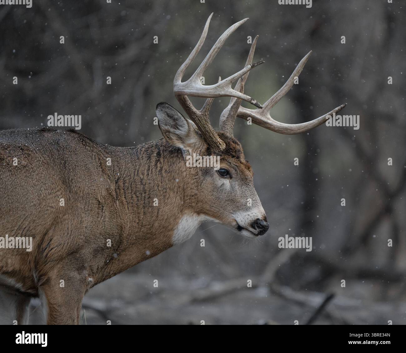 Un grosso toro abbassa la testa mentre cammina attraverso la foresta con fiocchi di neve che cadono dolcemente intorno a lui. Foto Stock