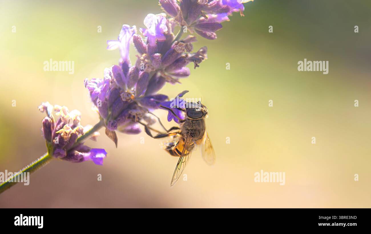 Ape sul fiore della lavanda alla luce del sole e sfondo bokeh naturale Foto Stock