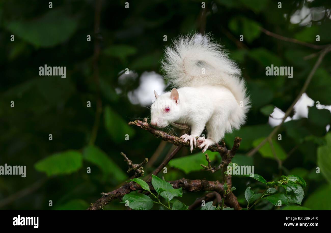 Un ritratto ravvicinato di uno scoiattolo grigio albino con pelliccia bianca e occhi rosa arroccati su un ramo d'albero, Regno Unito. Foto Stock