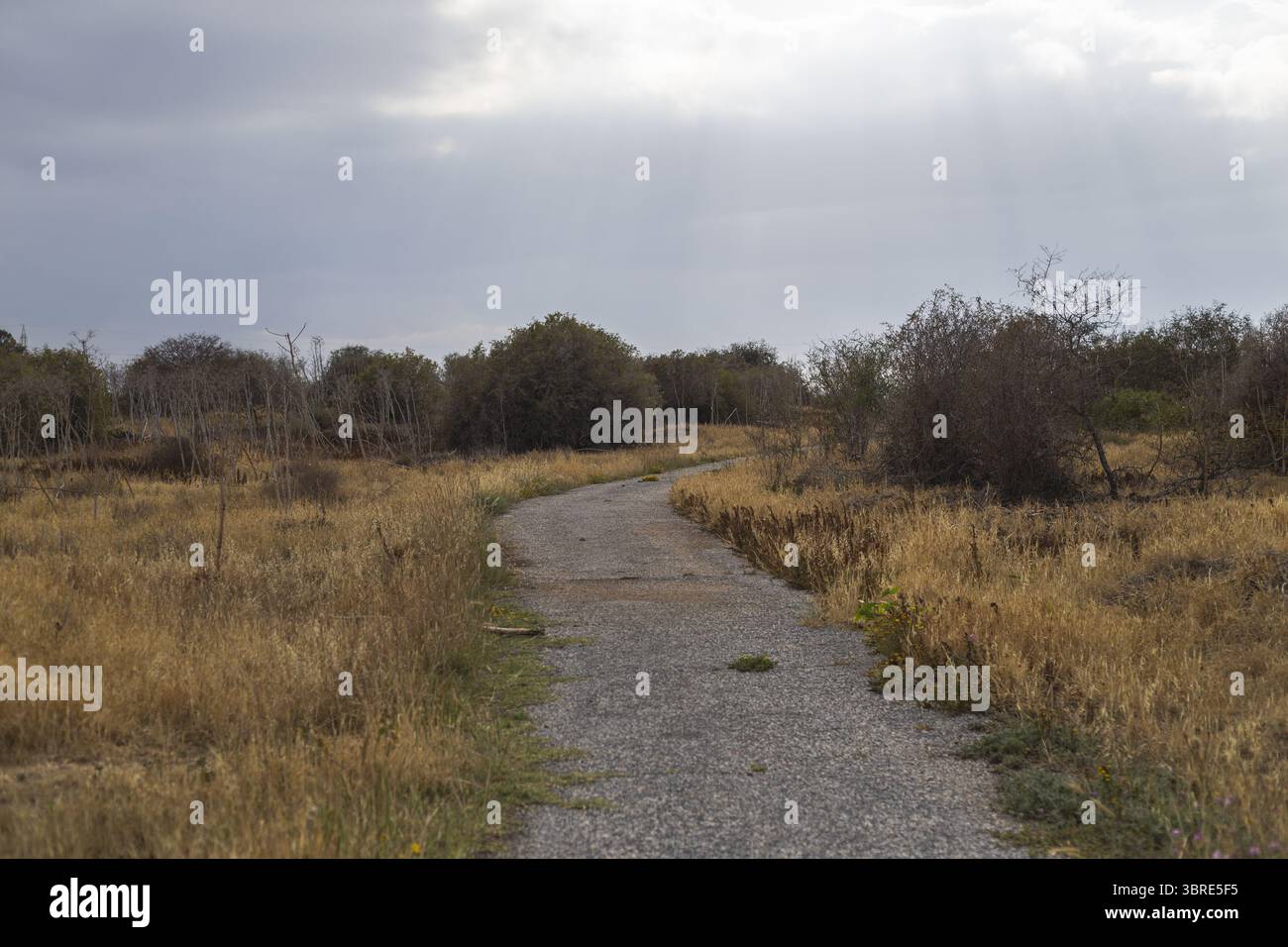 Vista di un sentiero tortuoso che attraversa un campo di erbe dorate sotto un cielo nuvoloso, che conduce verso alberi lontani, Salamis Harabeleri, Harabeleri Sal Foto Stock
