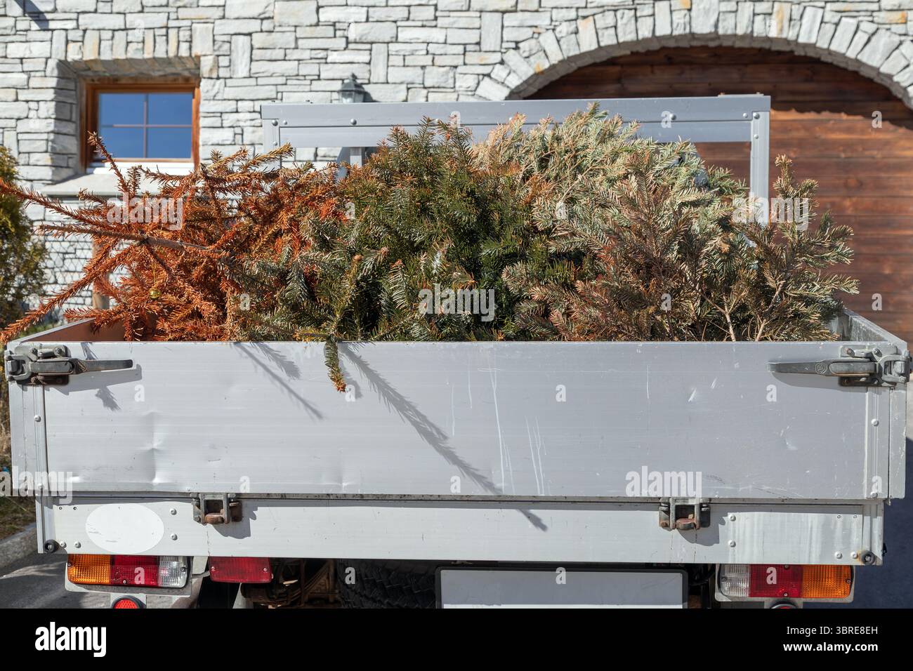 la conifere rimane nell'area di carico aperta di un piccolo furgone Foto Stock