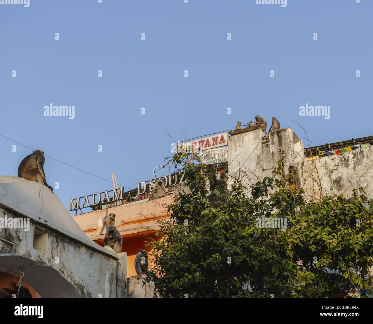 Pushkar, India - 24 giugno 2025: Vista delle scimmie arroccate in cima a edifici e arcate intemperie, uno scorcio dei segni di "Madhuram" e "GYANA" in mezzo al fogliame sotto un cielo luminoso. Foto Stock