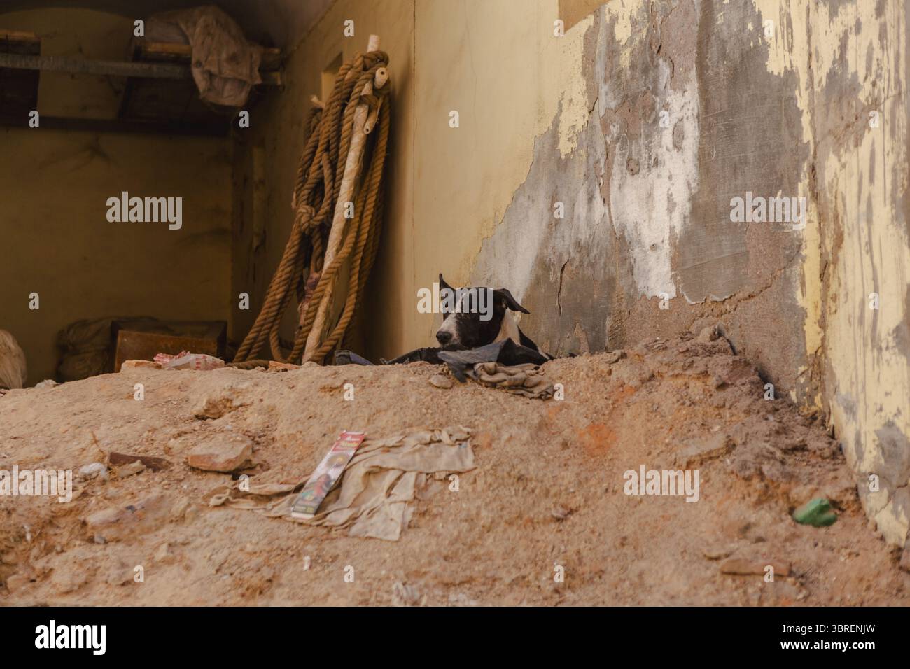 Vista di un cane vigile bianco e nero che riposa in cima a un tumulo di terra soleggiata contro un muro intemprato, una scena di semplice contrasto, Bikaner, Rajasthan, India. Foto Stock