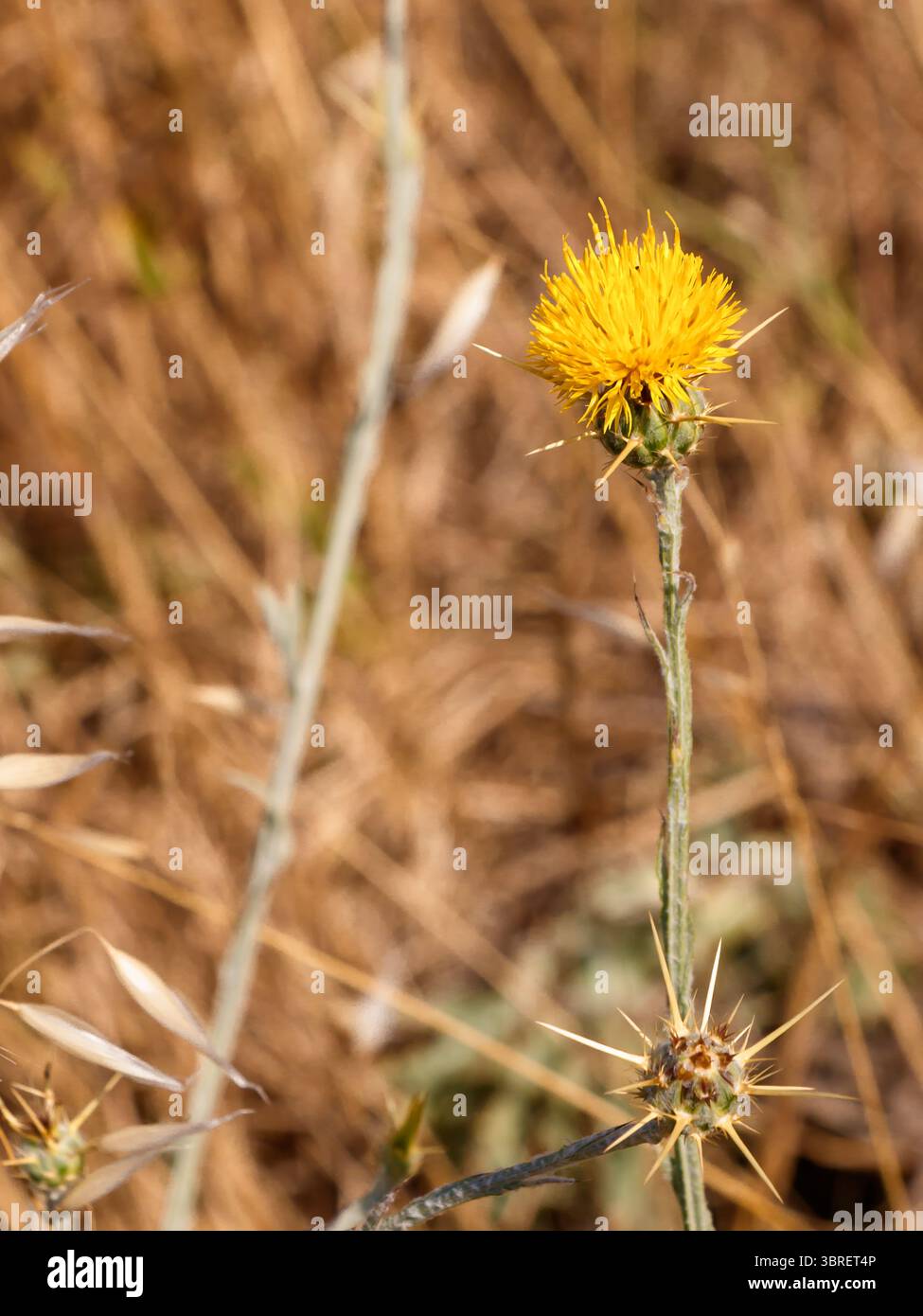 Primo piano immagine macro di un fiore di cardo giallo che fiorisce in un campo estivo asciutto. Catturata alla luce naturale del sole con l'erba dorata sfocata nel backgrou Foto Stock