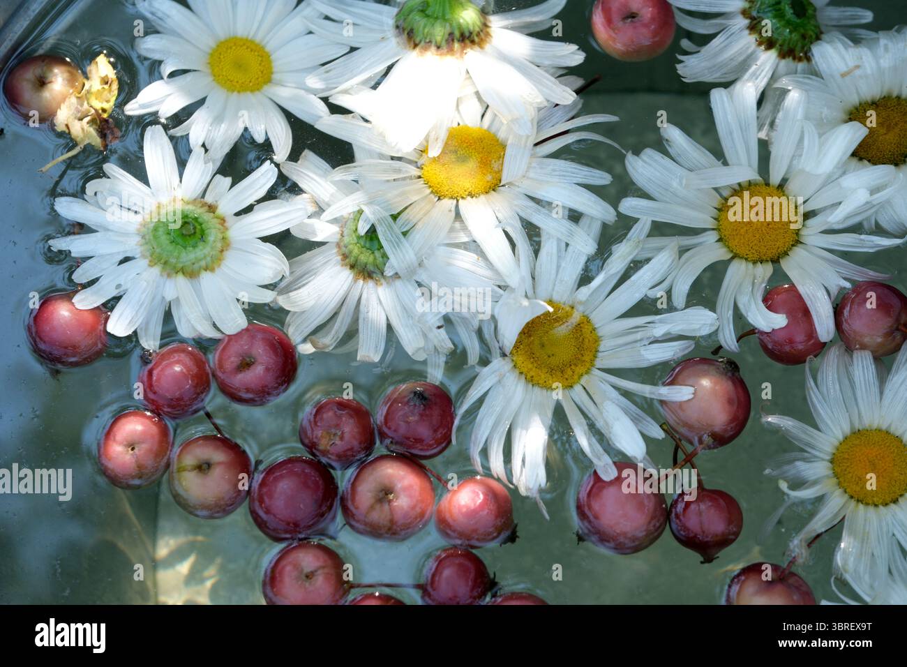 Delicate margherite bianche e mele rosse creano una tranquilla armonia nell'acqua. Foto Stock
