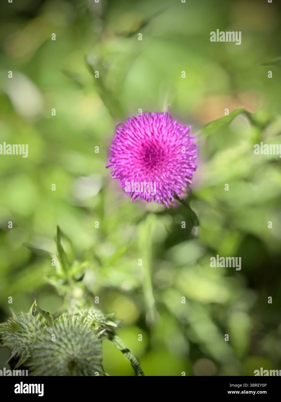 Una singola testa di cardo viola su sfondo verde sfocato, evidenziandone la texture e i colori vivaci. - Immagine stock catturata con smartphone
