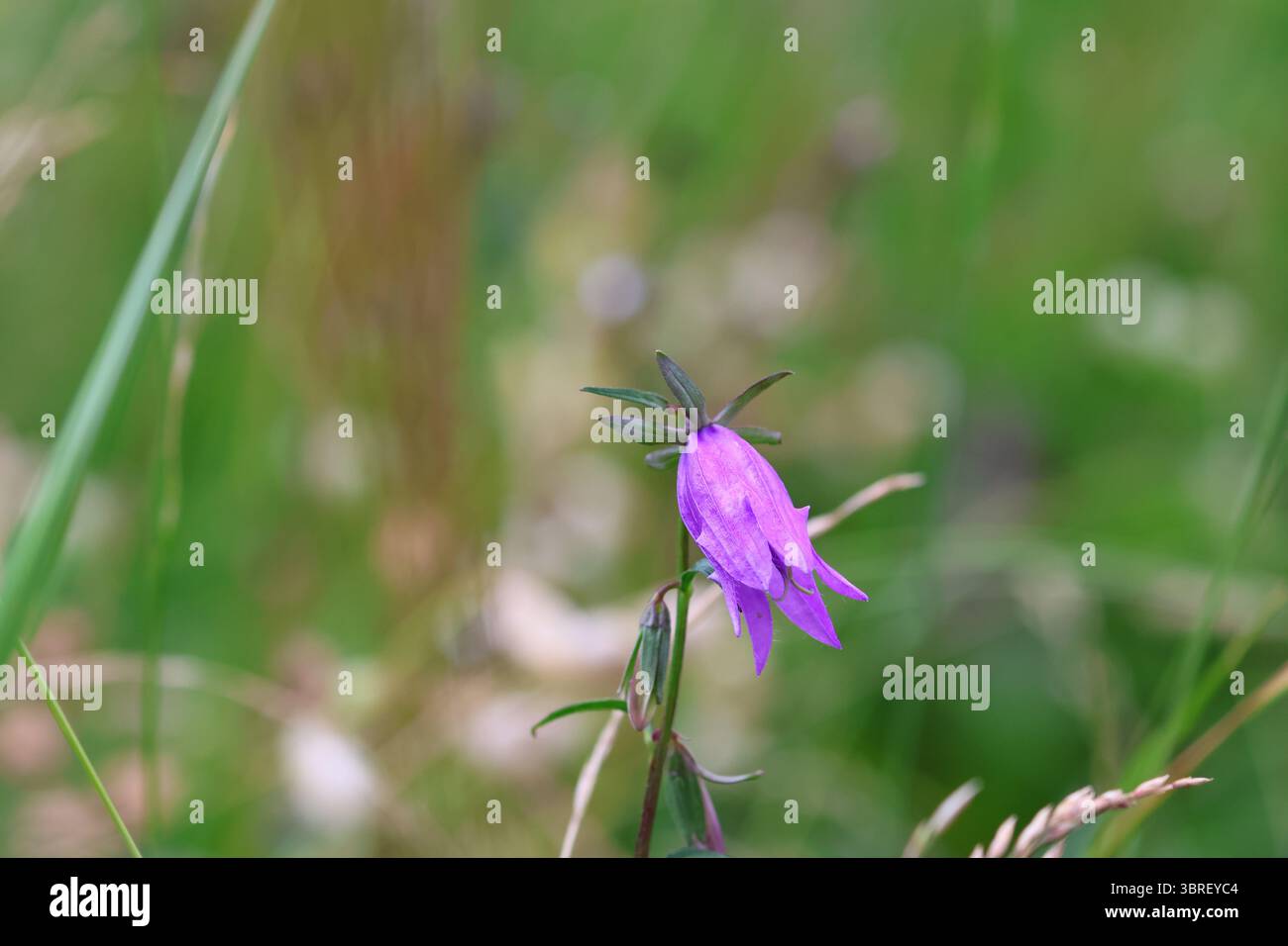 Campanula latifolia (Campanula latifolia) in fiore in un prato alpino naturale. Primo piano sulle Alpi svizzere, a metà estate. Foto Stock
