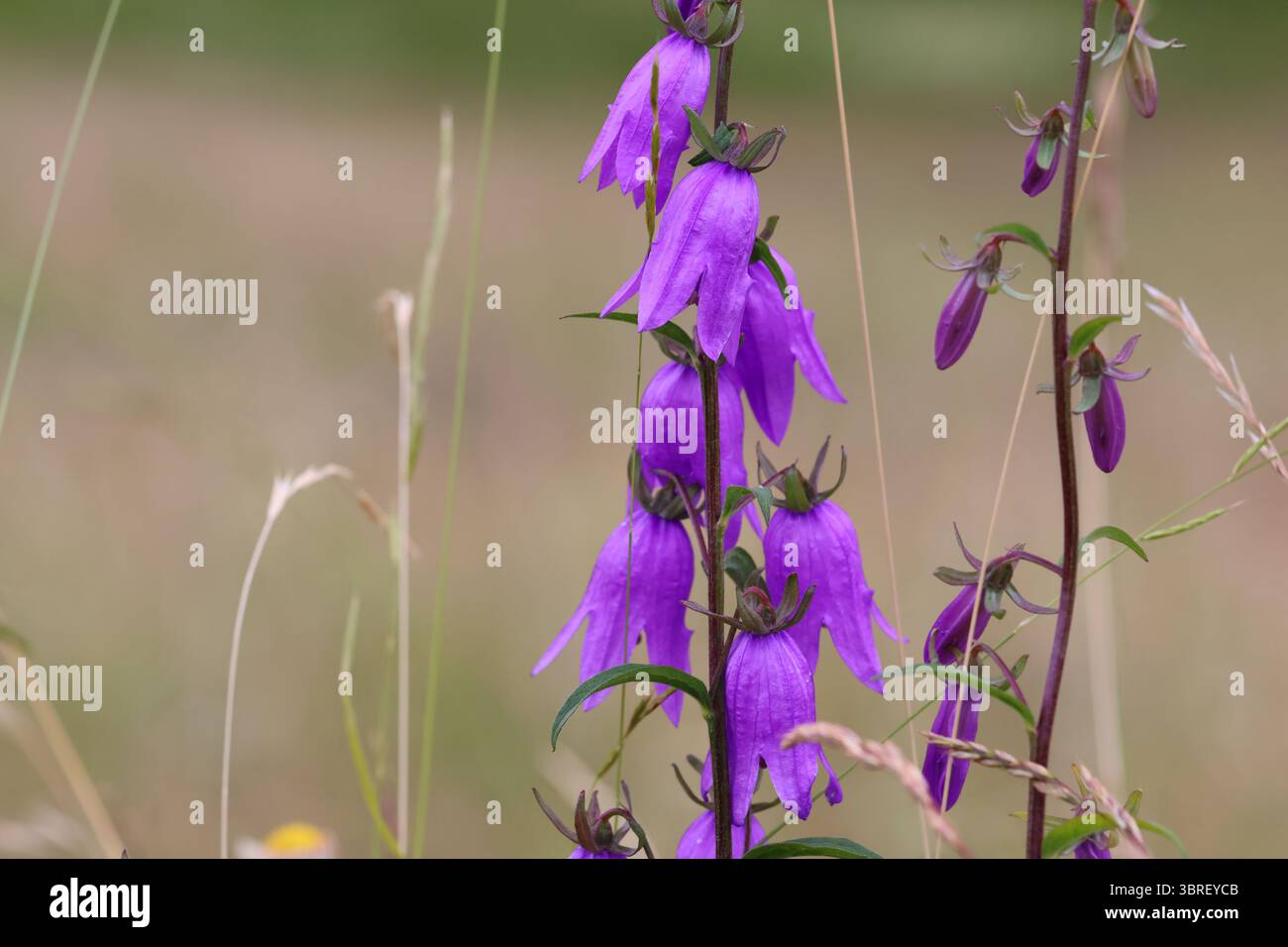 Vista dettagliata di Campanula latifolia, o Campanula latifolia gigante, che fiorì in un prato alpino svizzero in estate. Fiori viola, abitudine di crescita verticale. Foto Stock