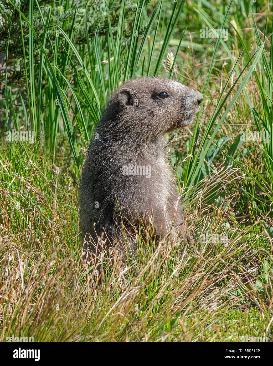 Cucciolo di marmotte all'Olympic National Park, Washington Foto Stock