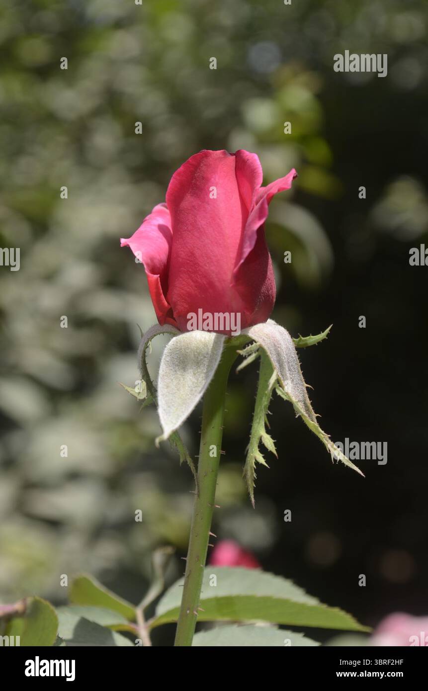 un nuovo giorno è una nuova vita Foto Stock