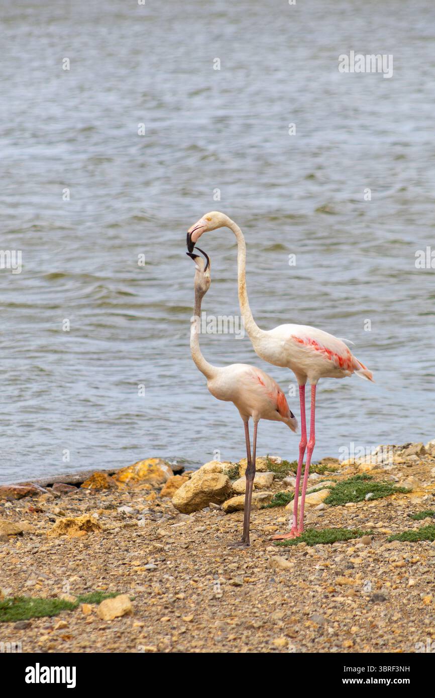 Un paio di fenicotteri rosa che interagiscono sulla riva di un lago, dimostrando il loro comportamento sociale Foto Stock
