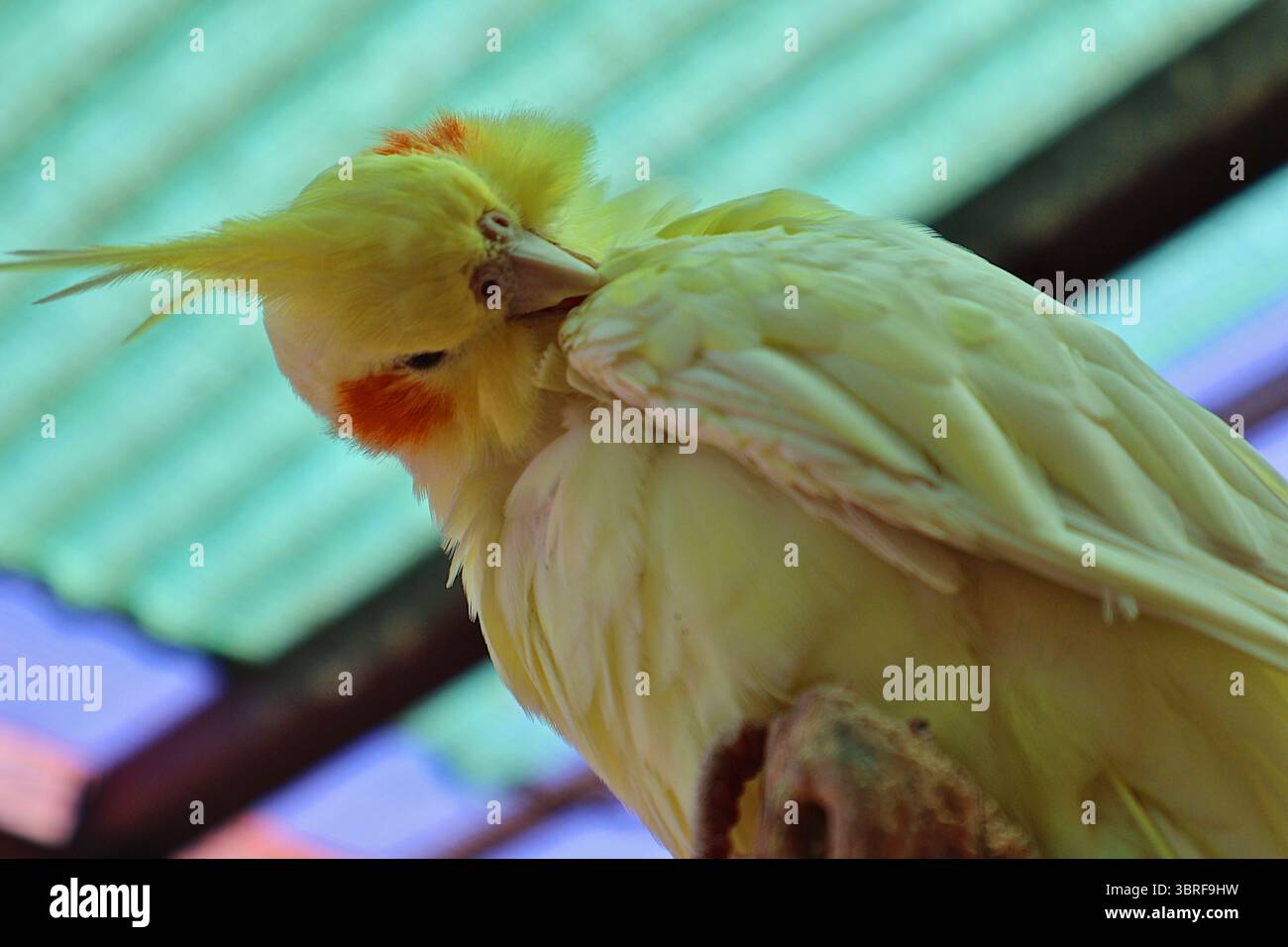 Cockatiel giallo che cura le sue piume in un vivace ambiente naturale. Vista ravvicinata di un cockatiel giallo che preserva le sue piume, mostrando vibranti Foto Stock