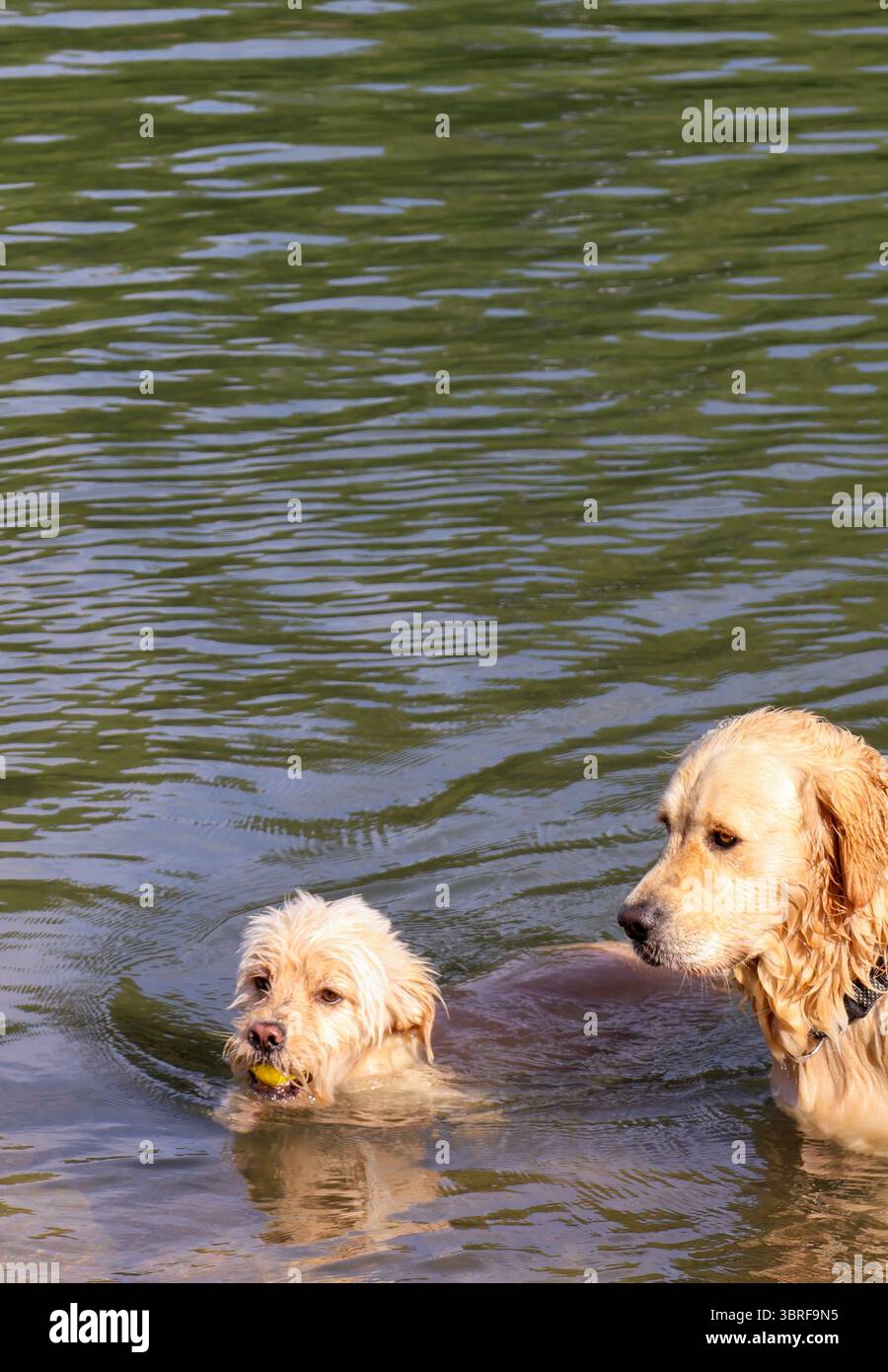 Cani biondi nel fiume biondo Tisza Foto Stock