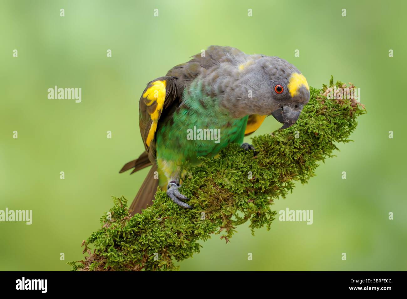 Il pappagallo di Meyer, Poicephalus meyeri Foto Stock