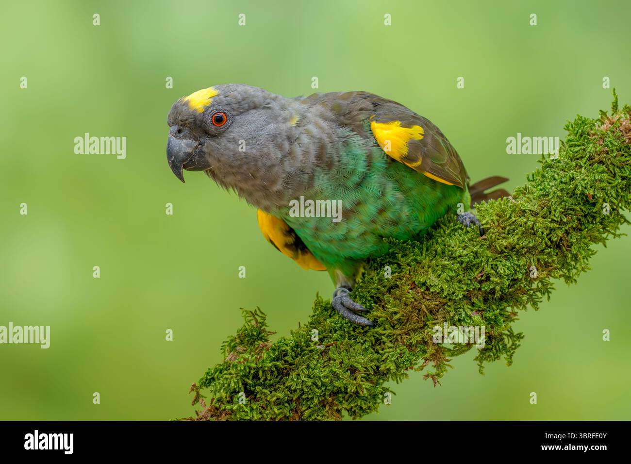 Il pappagallo di Meyer, Poicephalus meyeri Foto Stock