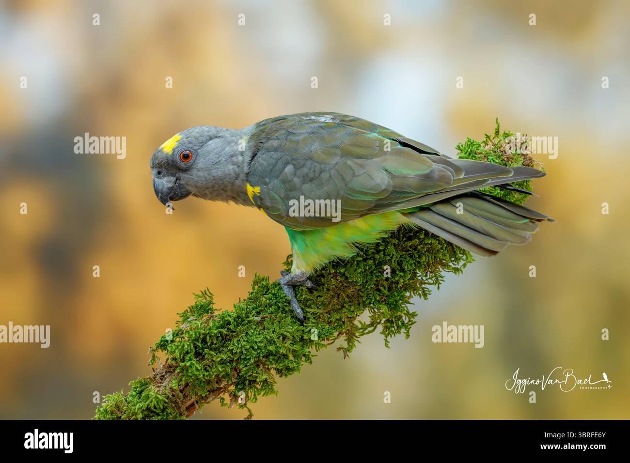 Il pappagallo di Meyer, Poicephalus meyeri Foto Stock